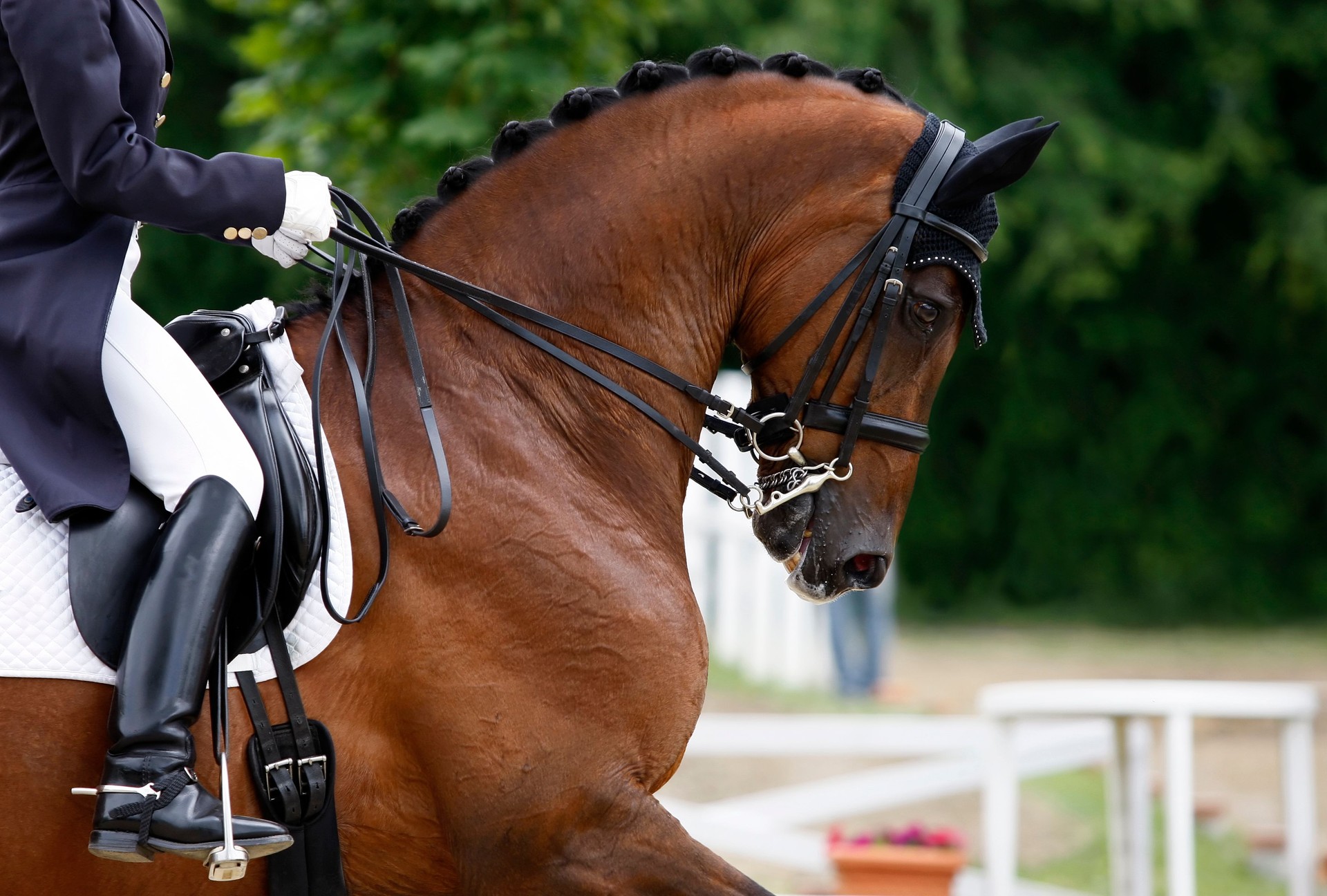 Dressage scene